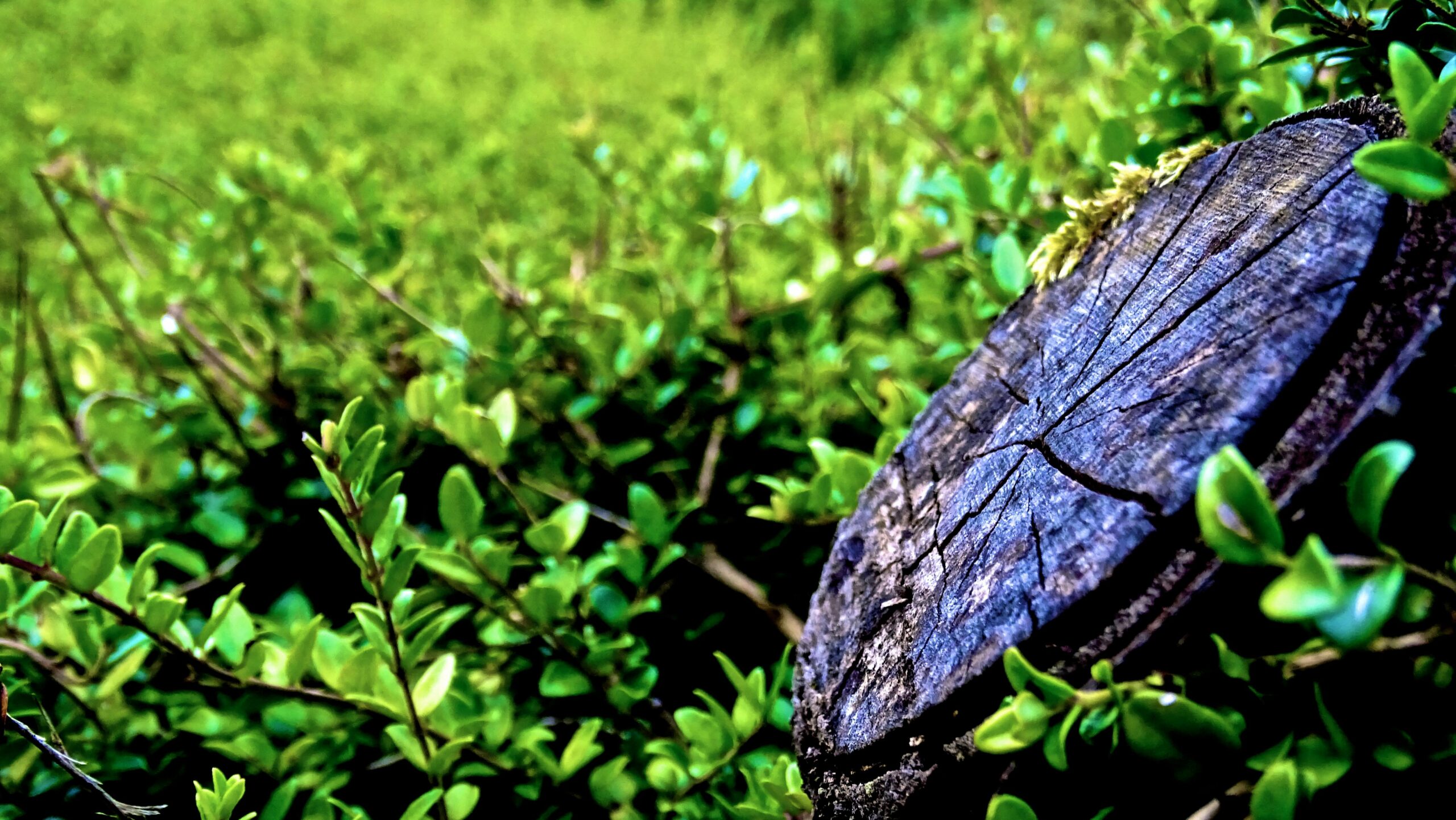 Why Tree Loppers Struggle to Get Income Protection Insurance